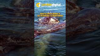 Crimin@les se disputan tráfic* de especies marinas en el Alto Golfo de California