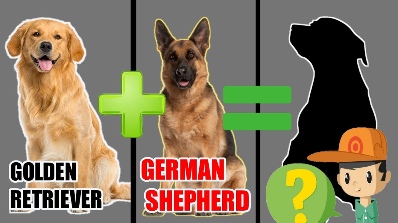 10 New Unbelievable Blended Cross Hybrid of Golden Retriever /Best