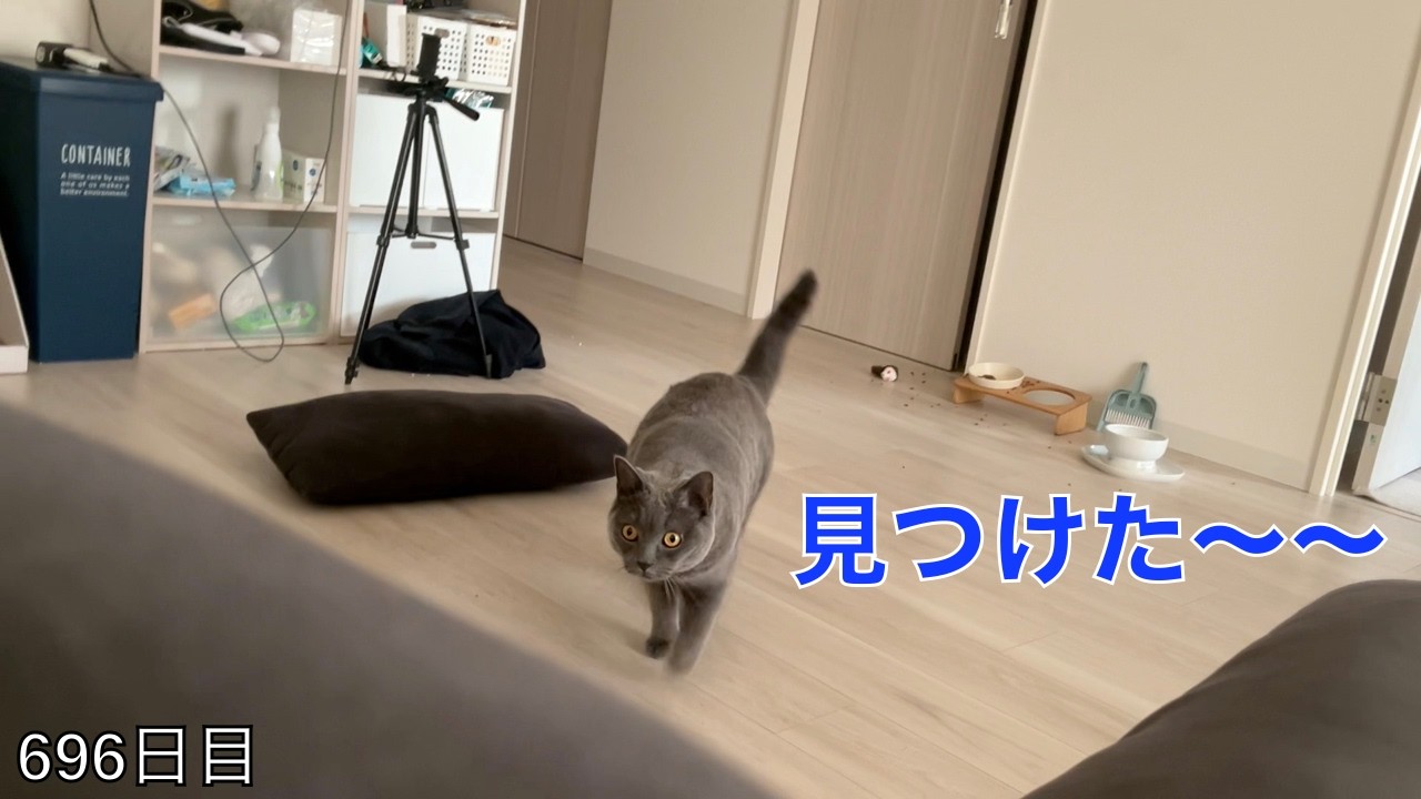 【スコ猫トト君】トト君とかくれんぼで勝負！！！