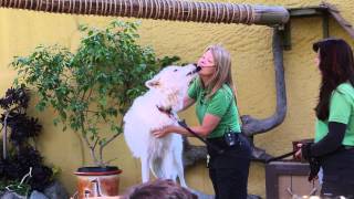Arctic Wolf San Diego Zoo