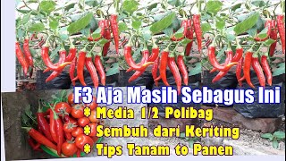 Cara Agar Cabai Berbuah Banyak, Atasi Penyakit Pada Cabai, Tips Tanam Cabai Sampai Panen