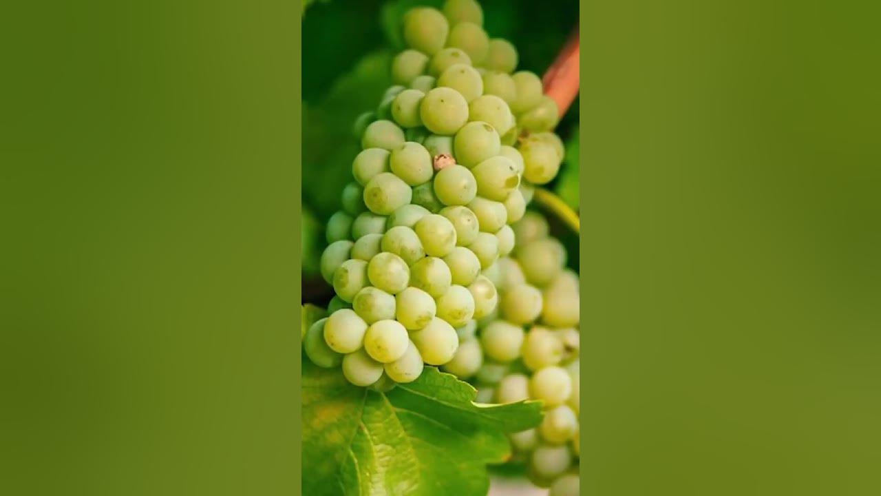 Dirty Heads – Sloths Revenge I Boomers Never Say Die - YouTube