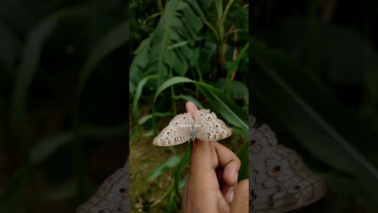 butterfly at zoological park,botanical garden| Butterfly on hand|Nature Study|Cinematic wildlife |