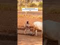 Kisan ka mehnat dekhen is video mein#bollywood #song #jkg #hai #hai #desi #movie