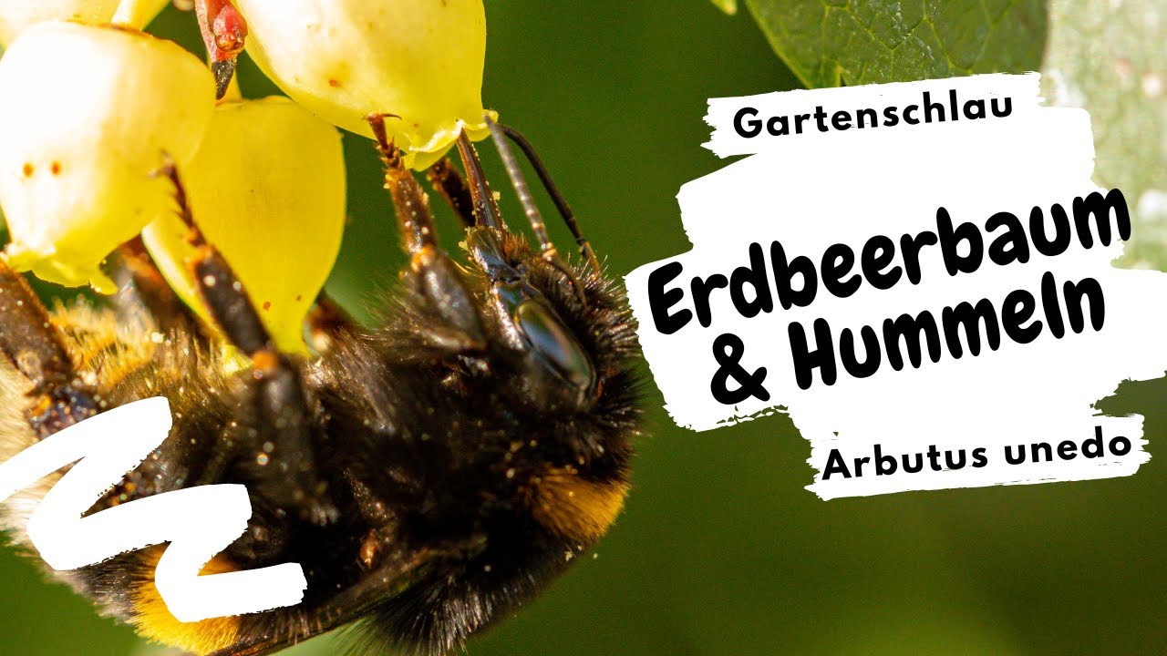 Hummeln am Erdbeerbaum: So entsteht der Fruchtansatz