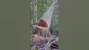 Advanced tree cutting technology of professional lumberjacks#foryou #tree #asmr #satisfying