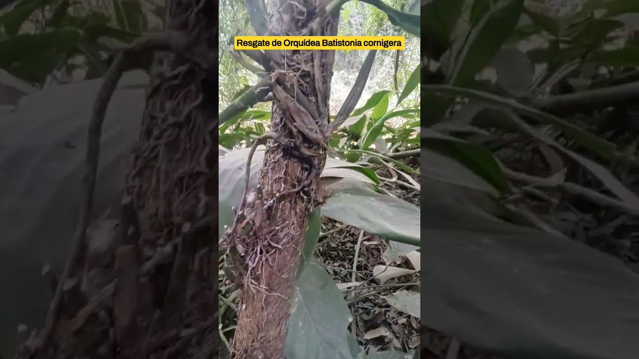 Resgatando orquidea Batistonia cornigera
