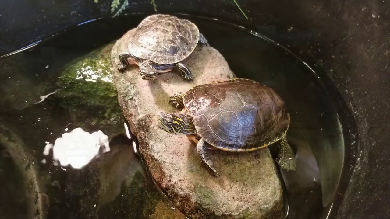 Painted turtles are fascinating creatures - YouTube