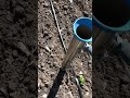Посадка рассады помидора,капусты-пистолетом Planting tomato seedlings, cabbage-gun