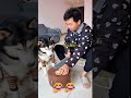 Dog Gets Pranked, Then Attacks the Owner! 😂🐶 #trending #funnyvideos #usa #comedyshort #humor #lol