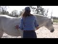How to Teach Your Horse to Pick up Their Feet