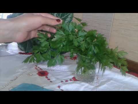 Video: Stevia, Agastakha (mentă Mexicană), Pătrunjel, Busuioc, Ceapă