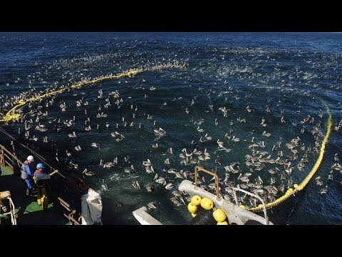 Amazing Big Catch Fishing Skill, Net Fishing & Cutting Fish in The Sea