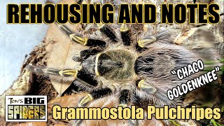 Grammostola pulchripes 'Chaco Goldenknee' Rehouse and Notes