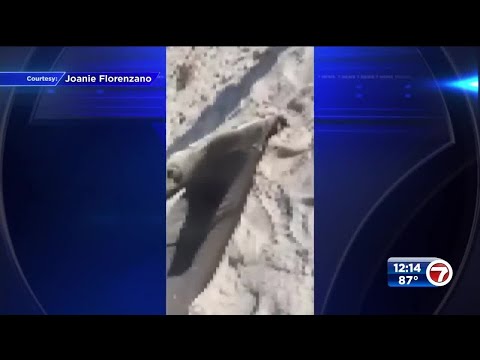 Video: Adakah pantai pompano selamat?