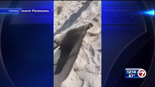Hammerhead shark washes up in Pompano Beach