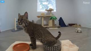 Angel Peeing In Her Water Bowl. Angel The Rehab Bobcat At Big Cat Rescue. 10 29 20