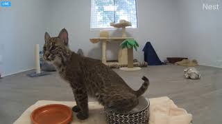 Angel peeing in her water bowl. Angel the rehab bobcat at Big Cat Rescue. 10 29 20