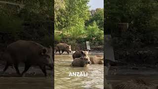 Download Lagu #iran #travel #gilan #tehran #usa #isfalan#tajikistan #animals # MP3 Download Lagu #iran #travel #gilan #tehran #usa #isfalan#tajikistan #animals # MP3