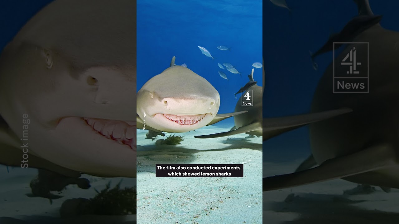 Are these Florida sharks addicted to cocaine?