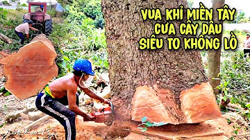 VUA KHỈ CƯA CÂY DẦU SIÊU KHỦNG Ở TRÀ VINH