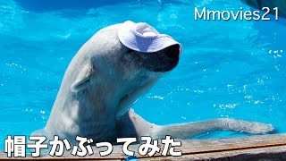Polar Bear wearing a hat 帽子を被ったホッキョクグマ　ララ