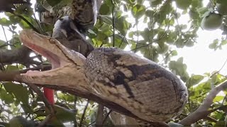 Anaconda Sized Python Stuck in Man&#39;s Tree
