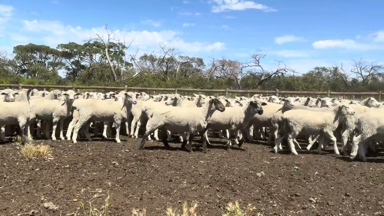 2nd cross shorn lambs