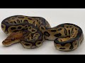 Lots of Baby Ball Pythons!