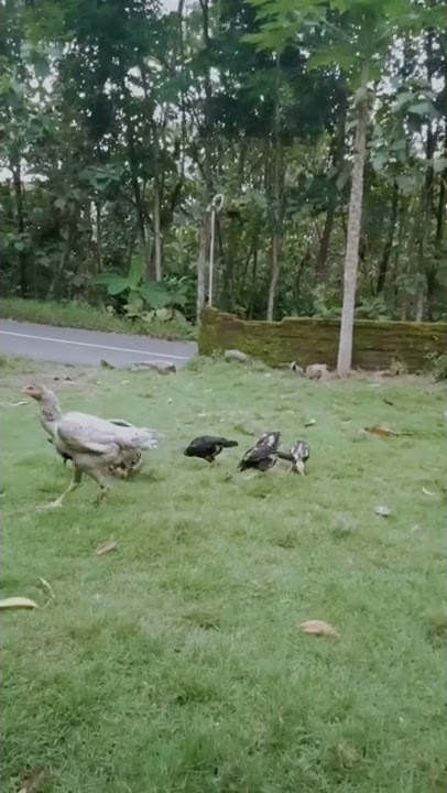 AYAM WARNA ABU-ABU INI PERWUJUDAN DARI 3 RAS AYAM UNGGUL  @DENFUTUH #shorts