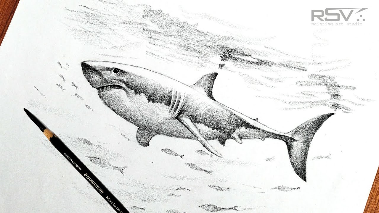 Shark drawing in pencil | step by step | black and white - YouTube
