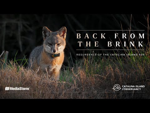Back from the Brink: Resurgence of the Catalina Island Fox