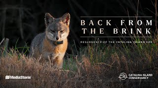 Back from the Brink: Resurgence of the Catalina Island Fox