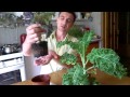 Kale Капуста кейл живая в горшочке 