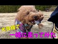 最高の景色!海が見えて、ドッグランもあるカフェ【トイプードル】