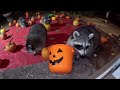 Funny Raccoons tear into pumpkin faces. Happy Halloween !!!