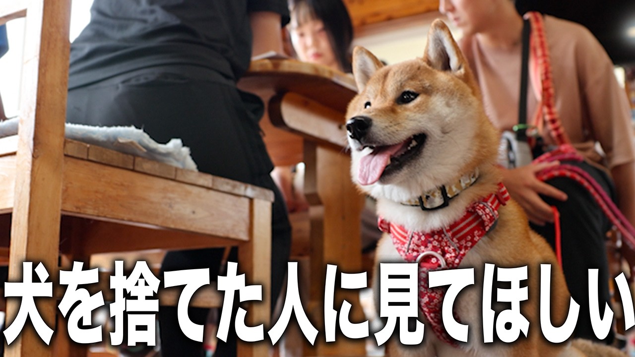 【最終回】脱臼していて売り物にならなくて捨てられた?柴犬は幸せな家族を見つけました