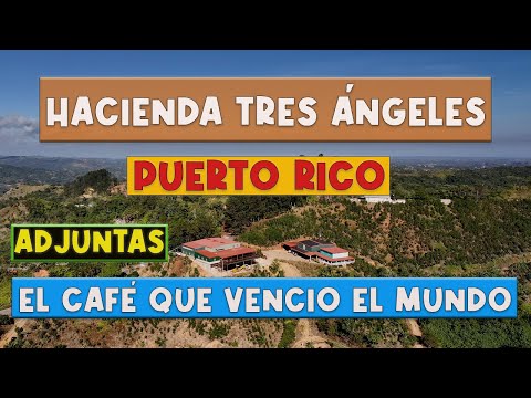 वीडियो: प्यूर्टो रिको में Hacienda Buena Vista कॉफी बागान