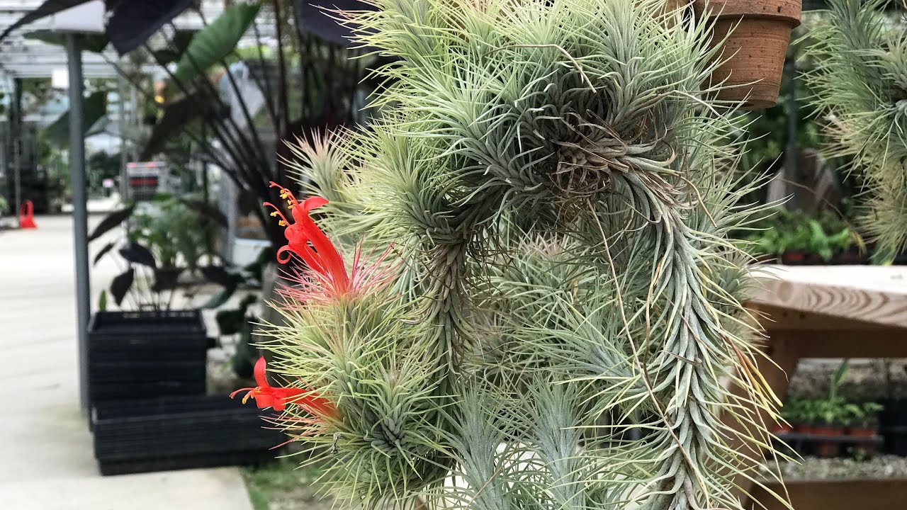 ทิลแลนด์เซีย Tillandsia Funckiana #ไม้อากาศที่เลี้ยงง่ายตายยาก