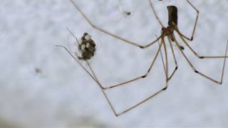 Pholcus phalangioides - Hatching Spiders