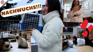 ÜBERRASCHUNG!! KITTEN SIND DA! UNSERE FAMILIE WÄCHST | ERSTE REAKTIONEN | MILEYS WELT