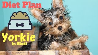 yorkie | diet plan | Top 5 |Animal Channel Hindi by Animal Channel Hindi 664 views 5 years ago 3 minutes, 6 seconds