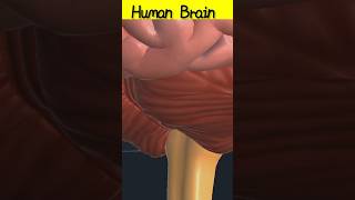 Human brain 3D animation shorts