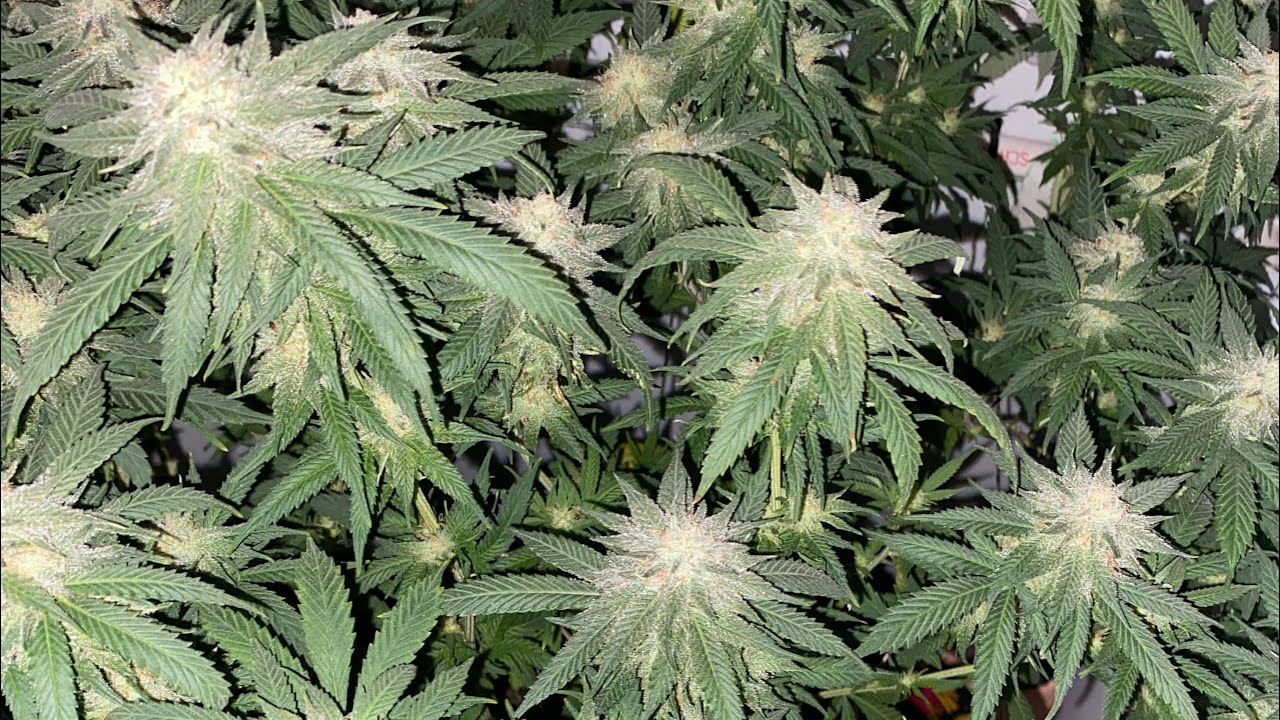 GSC Indoor Marijuana grow, legal Vermont personal use closet of fire