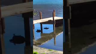 Lago Albano - Spiagge Devastate