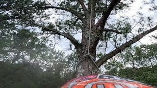 Natural Crotch Rigging on this Pine Tree Removal