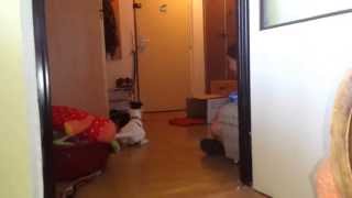 Puppy Staffordshire Bullterrier Sbt And Parson Russel Terrier - First Meet