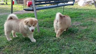 Alaskan Malamut RED FEMALE puppies, 2 months old