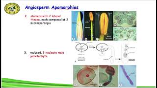 Angiosperms
