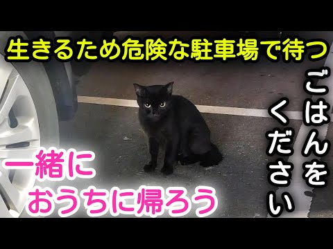 野良猫保護】大型スーパーの駐車場のど真ん中でご飯を待っている猫を